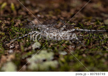 Adult Longspinneret Spider 80769749