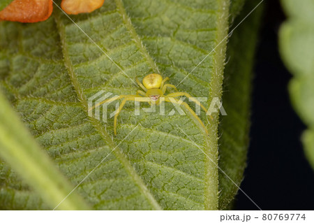 Small Crab Spider Small Crab Spider 80769774