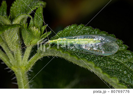Adult Typical Green Lacewing Adult Typical Green Lacewing 80769776
