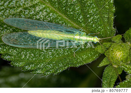 Adult Typical Green Lacewing Adult Typical Green Lacewing 80769777