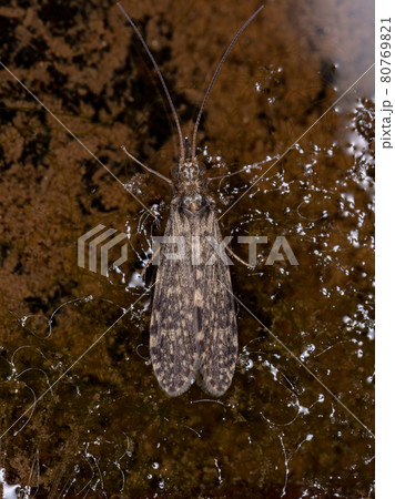 Adult Caddisfly Insect 80769821