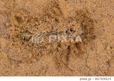 Immature dragonfly  submerged camouflaged in the sand 80769824