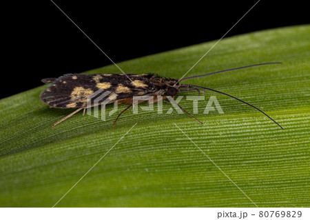 Adult Caddisfly Insect Adult Caddisfly Insect 80769829