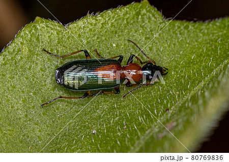 Adult Ground Beetle 80769836