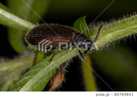 Adult Long-jointed Beetle 80769841