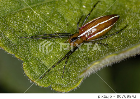 Adult Typical Orbweaver Spider 80769842