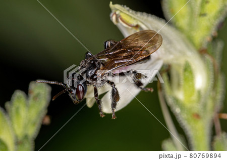 Adult Female Stingless Bee of the Genus Trigona on a flower 80769894