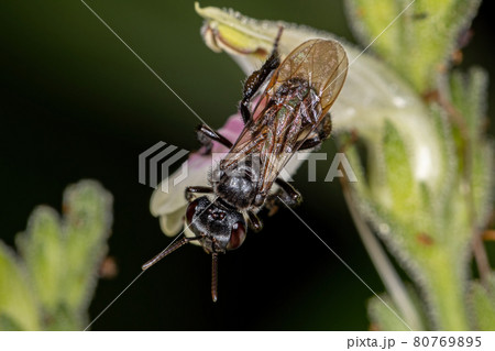 Adult Female Stingless Bee of the Genus Trigona on a flower 80769895