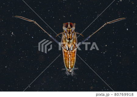 Typical Backswimmer Insect 80769918