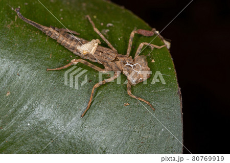 Damselfly Insect Molt 80769919