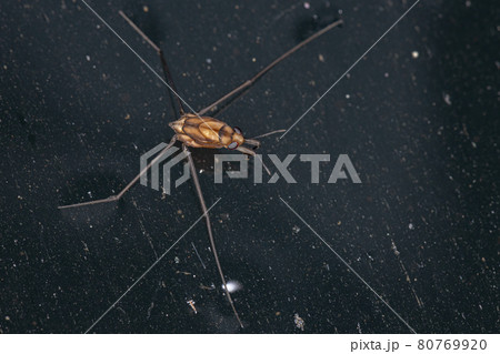 Water Strider Insect 80769920