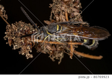 Adult Scoliid Wasp Adult Scoliid Wasp 80769923