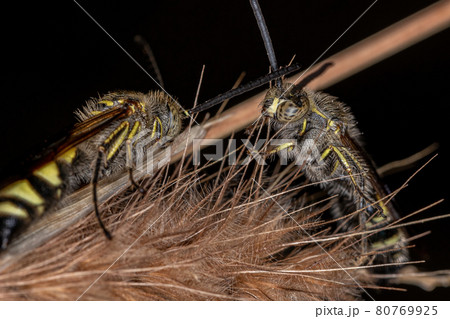 Adult Scoliid Wasp Adult Scoliid Wasp 80769925