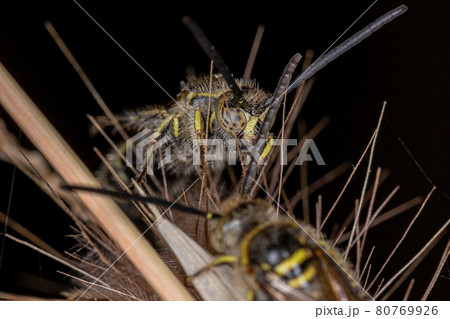 Adult Scoliid Wasp 80769926