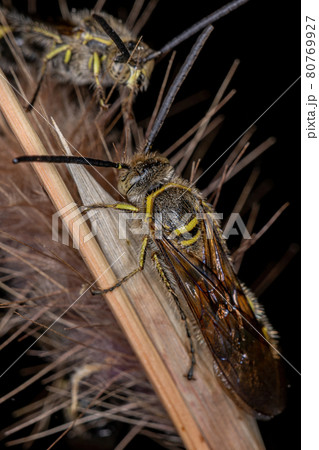 Adult Scoliid Wasp Adult Scoliid Wasp 80769927