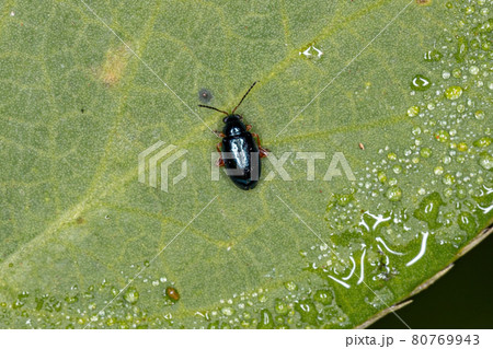 Adult Flea Beetle Adult Flea Beetle 80769943