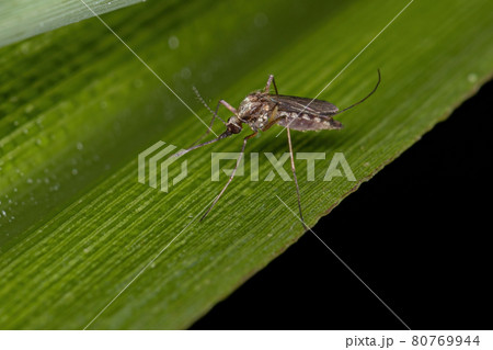 Adult Culicine Mosquito Adult Culicine Mosquito 80769944
