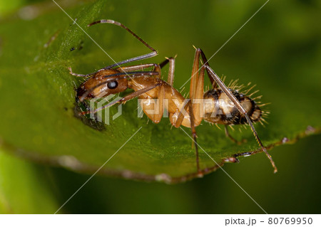 Adult Female Carpenter Ant Adult Female Carpenter Ant 80769950