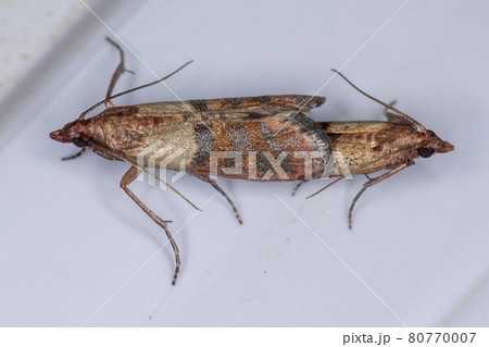 Copulation between two adults of the Indian Meal Moth Copulation between two adults of the Indian Meal Moth 80770007