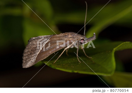 Adult Underwing moth 80770054