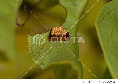 Assassin Bug Eggs Assassin Bug Eggs 80770058
