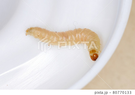 small Butterfly larva small Butterfly larva 80770133