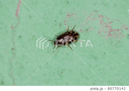 Small Adult Darkling Beetle 80770142