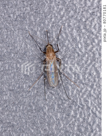 Adult Culicine Mosquito 80770181