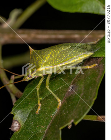 Adult Stink Bug 80770216