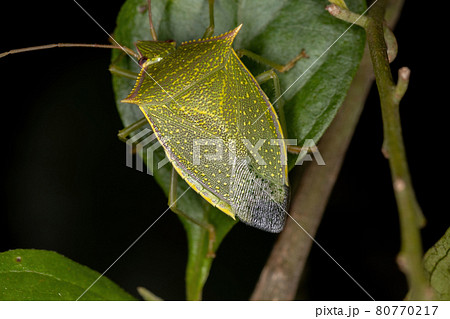 Adult Stink Bug 80770217