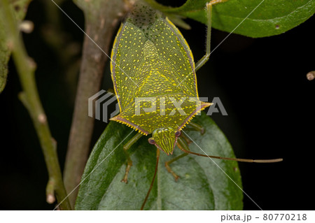 Adult Stink Bug 80770218