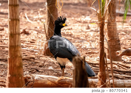 Male Adult Bare-faced Curassow 80770341