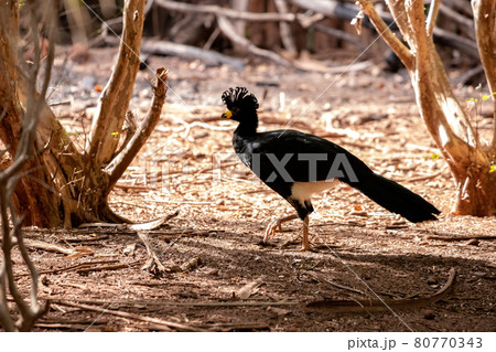 Male Adult Bare-faced Curassow Male Adult Bare-faced Curassow 80770343