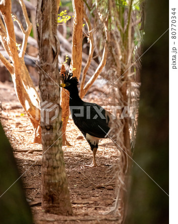 Male Adult Bare-faced Curassow 80770344