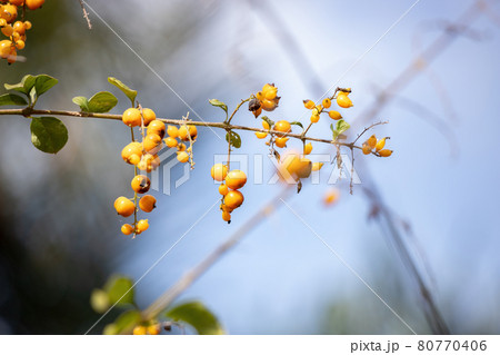 Skyflower Yellow Fruits Skyflower Yellow Fruits 80770406