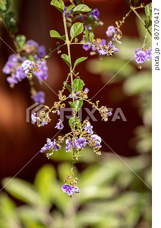 Skyflower Yellow Flowers 80770417