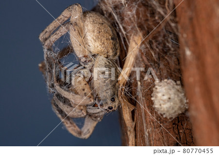 Adult Wolf Spider preyed on by a Brown Widow Spider 80770455