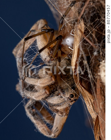 Adult Wolf Spider preyed on by a Brown Widow Spider Adult Wolf Spider preyed on by a Brown Widow Spider 80770457