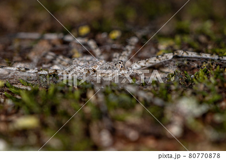 Adult Longspinneret Spider 80770878