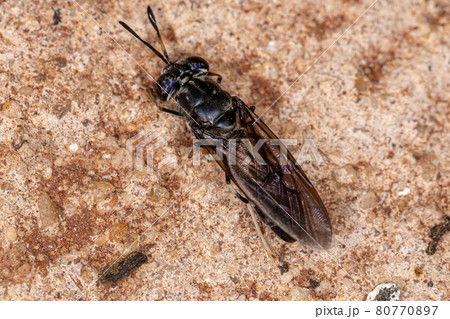 Black Soldier Fly Black Soldier Fly 80770897