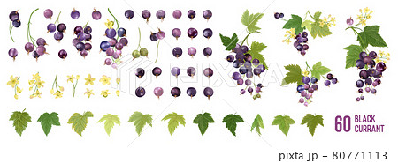 Black Currant Fruit watercolor element set. Isolated collection of berries, fruits, leaves on white Black Currant Fruit watercolor element set. Isolated collection of berries, fruits, leaves on white 80771113