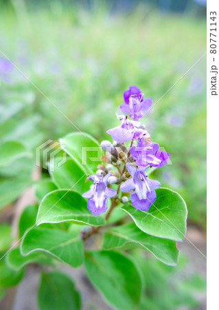 浜の緑の群生に咲くハマゴウの花 80771143