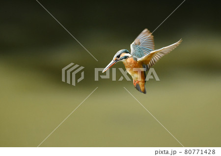 カワセミのホバリング カワセミのホバリング 80771428
