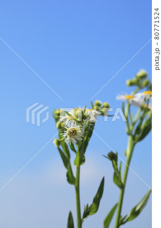 ハルジオンの花の蕾と青空 80771524