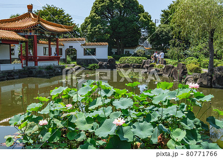 公園の風景　蓮の花が美しい中国庭園　瀋秀園　神奈川県川崎市 80771766