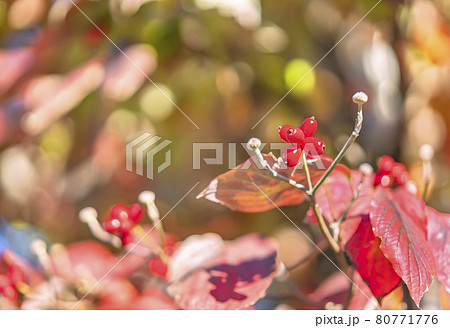 ボケ背景に淡紅色のハナカイドウか花海棠の実のクローズアップ撮影 80771776