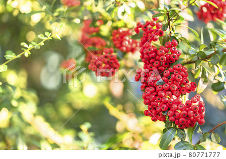 [国内] ボケ背景に淡紅色のナナカマドか七竈か花楸樹の実のクローズアップ撮影 80771777