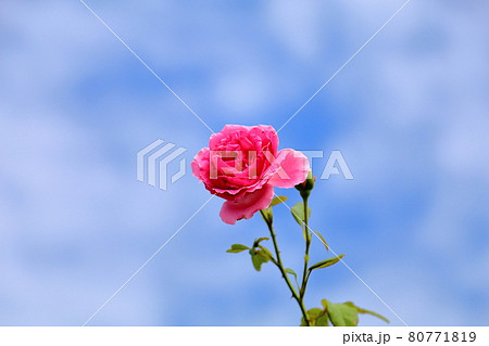 バラの花　パレード 80771819