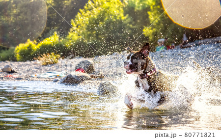 Playful and Funny Boxer Dog swimming in the water 80771821