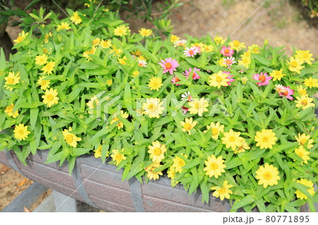 ジニアの花 80771895